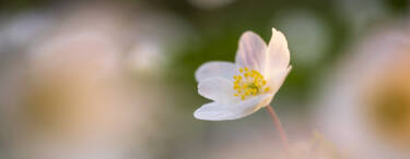 Nikon magazine - macro photography with spring flowers